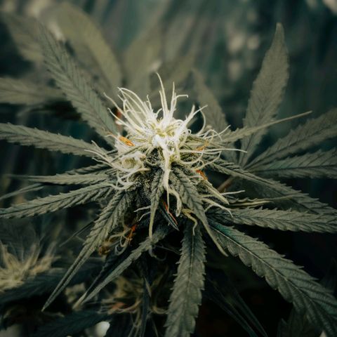 Soul tinha growlog photo: Made a photoshoot of her buds xD
