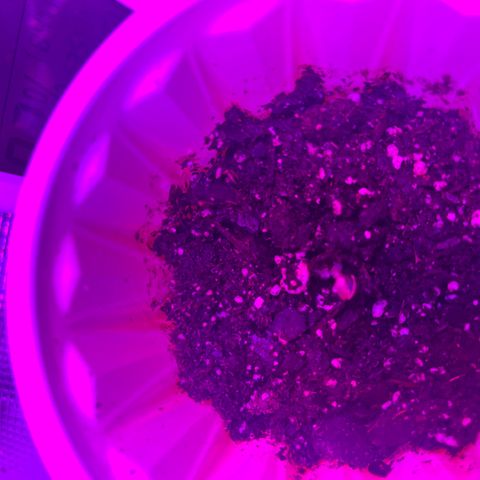 Runtz Muffin growlog timeline photo