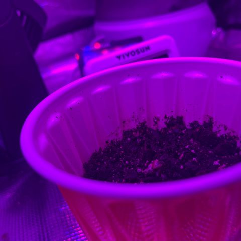 Runtz Muffin growlog timeline photo