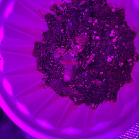Runtz Muffin growlog timeline photo