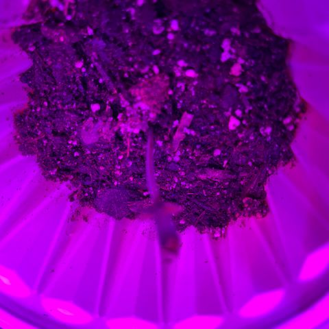 Runtz Muffin growlog timeline photo