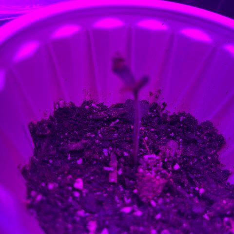 Runtz Muffin growlog timeline photo