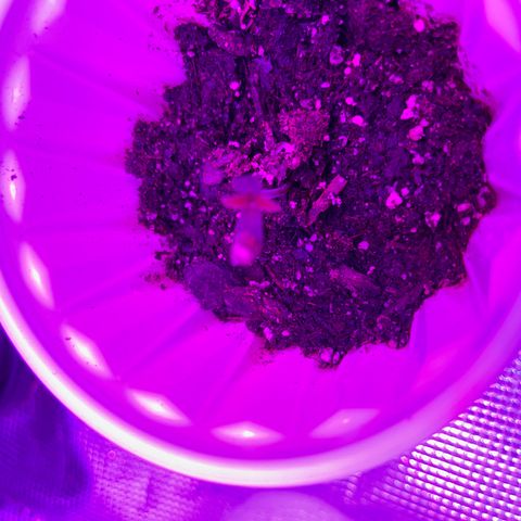 Runtz Muffin growlog timeline photo