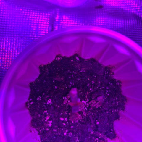 Runtz Muffin growlog timeline photo