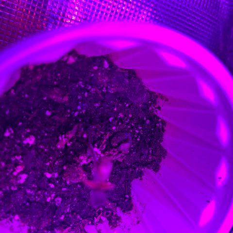 Runtz Muffin growlog timeline photo