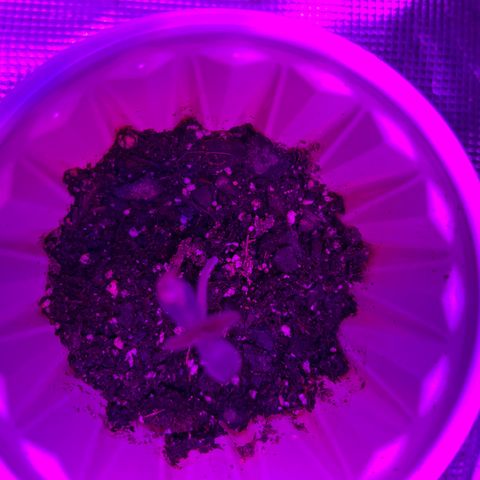 Runtz Muffin growlog timeline photo