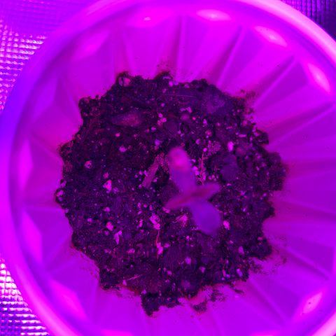 Runtz Muffin growlog timeline photo
