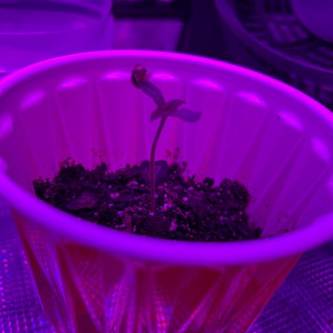 Runtz Muffin growlog timeline photo