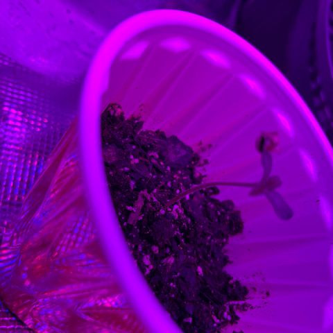 Runtz Muffin growlog timeline photo