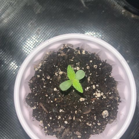 Runtz Muffin growlog photo: Fully developed cotyledon 
