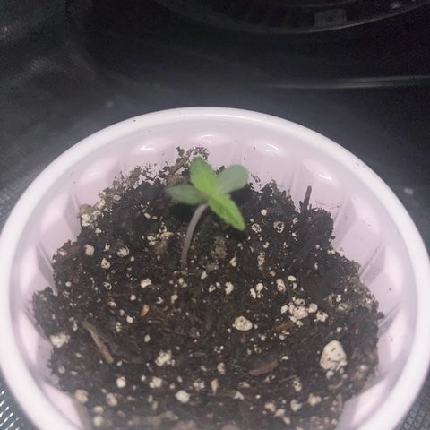 Runtz Muffin growlog photo: Fully developed cotyledon 