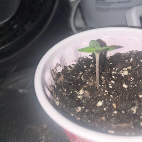 Runtz Muffin growlog photo: Fully developed cotyledon 