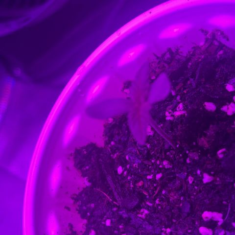Runtz Muffin growlog photo: This morning they looked heathy and nicely developed 