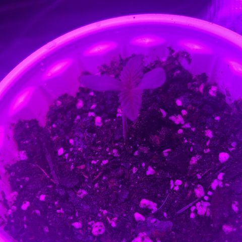 Runtz Muffin growlog photo: This morning they looked heathy and nicely developed 