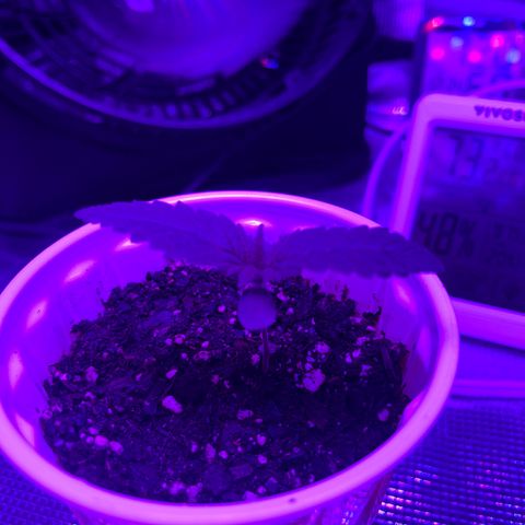 Runtz Muffin growlog photo: Showing a little defiancy, planning on feeding it cal mag about 5ml per gallon I plan on doing. Going to feed it (cal-mag) every morning and flush it every fourth only because it’s showing a great defiancy. I could be tripping balls and it could be just the leaf natural colors we will see.