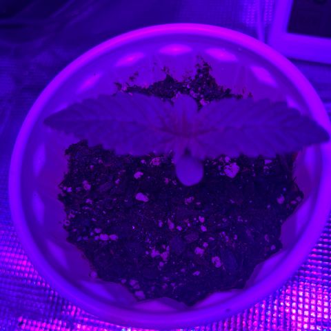 Runtz Muffin growlog photo: Showing a little defiancy, planning on feeding it cal mag about 5ml per gallon I plan on doing. Going to feed it (cal-mag) every morning and flush it every fourth only because it’s showing a great defiancy. I could be tripping balls and it could be just the leaf natural colors we will see.