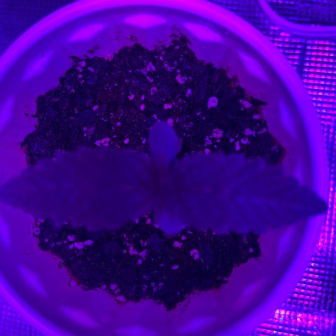 Runtz Muffin growlog photo: Showing a little defiancy, planning on feeding it cal mag about 5ml per gallon I plan on doing. Going to feed it (cal-mag) every morning and flush it every fourth only because it’s showing a great defiancy. I could be tripping balls and it could be just the leaf natural colors we will see.