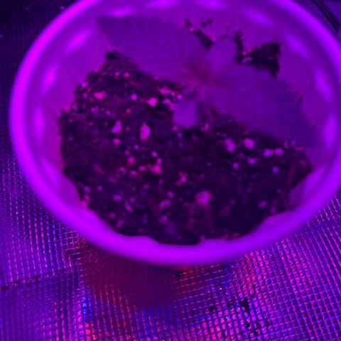 Runtz Muffin growlog timeline photo