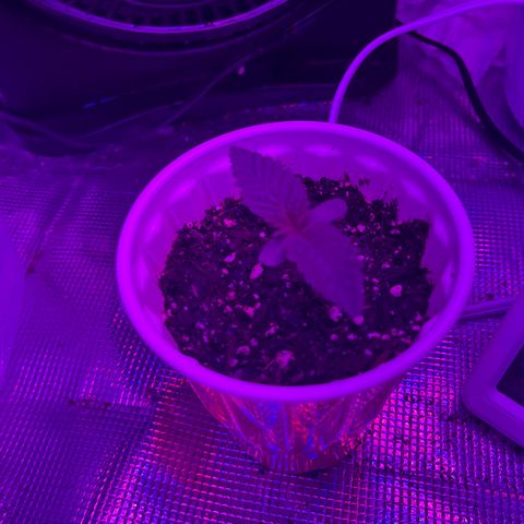 Runtz Muffin growlog timeline photo