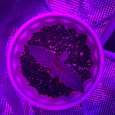 Runtz Muffin growlog timeline photo