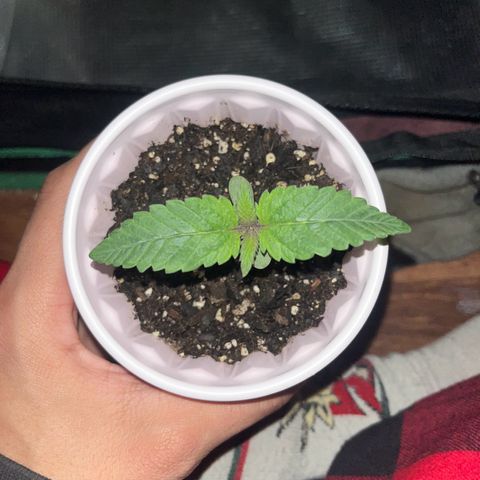 Runtz Muffin growlog photo: Looking healthy 