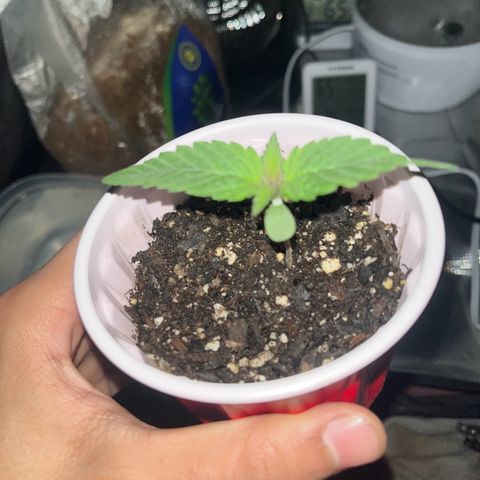 Runtz Muffin growlog photo: Looking healthy 