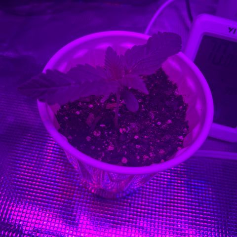 Runtz Muffin growlog photo: Plant is healthy plan on transplanting soon