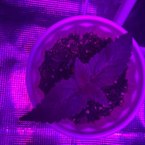 Runtz Muffin growlog photo: Plant is healthy plan on transplanting soon