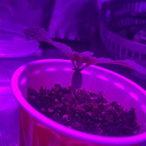 Runtz Muffin growlog photo: Plant is healthy plan on transplanting soon