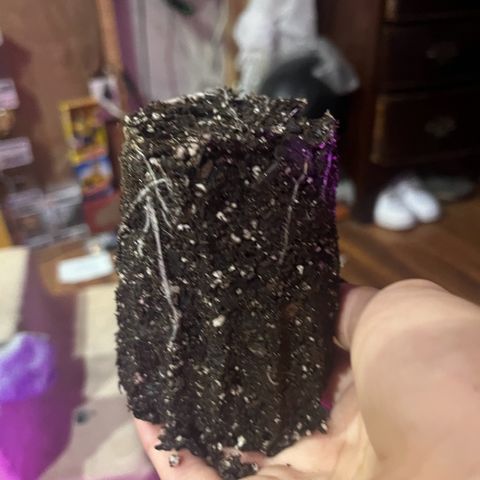 Runtz Muffin growlog photo: Transplanted 