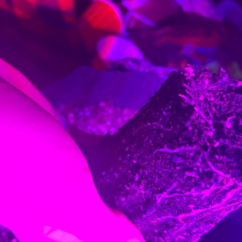 Runtz Muffin growlog photo: Transplanted 
