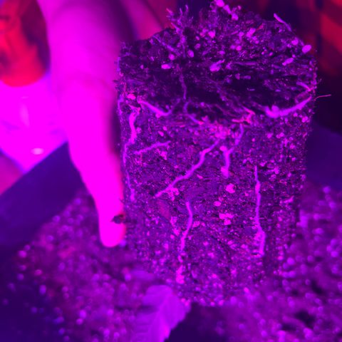 Runtz Muffin growlog photo: Transplanted 