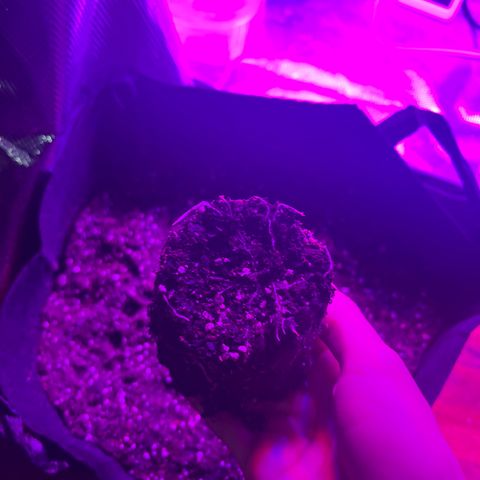 Runtz Muffin growlog photo: Transplanted 