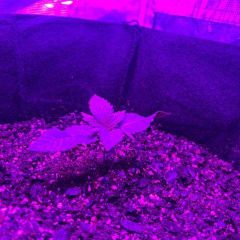 Runtz Muffin growlog timeline photo