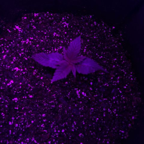 Runtz Muffin growlog timeline photo