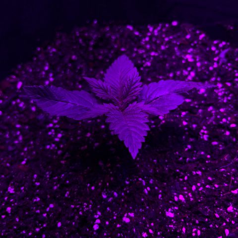 Runtz Muffin growlog timeline photo