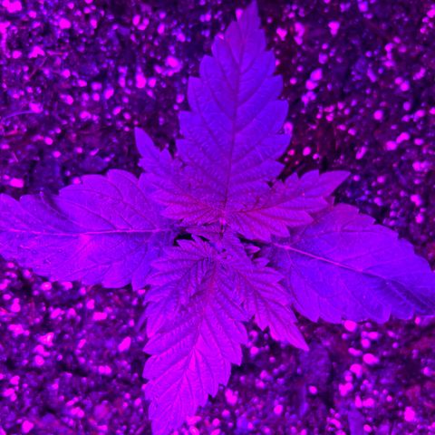 Runtz Muffin growlog timeline photo