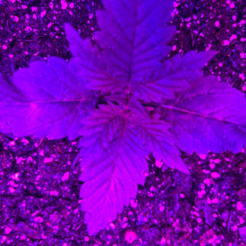 Runtz Muffin growlog timeline photo