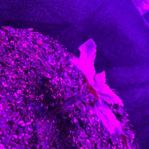 Runtz Muffin growlog timeline photo