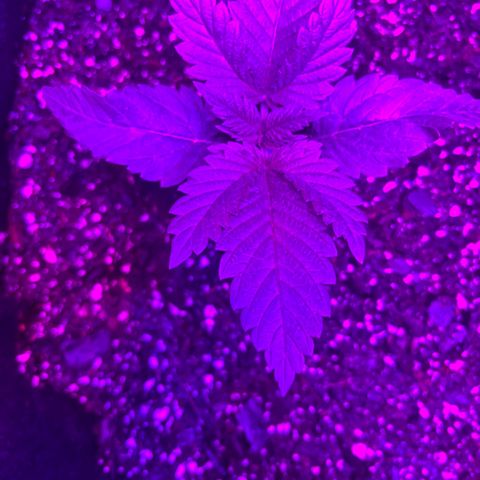 Runtz Muffin growlog timeline photo