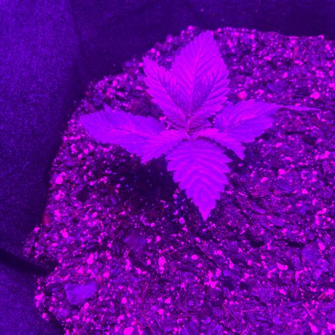 Runtz Muffin growlog timeline photo