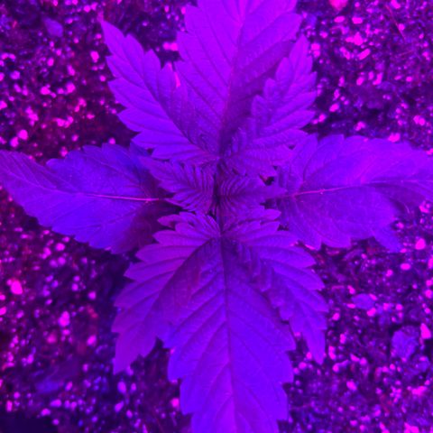 Runtz Muffin growlog timeline photo