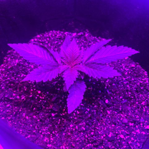 Runtz Muffin growlog photo: So beautiful, so far so good 