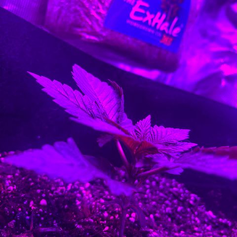 Runtz Muffin growlog photo: So beautiful, so far so good 