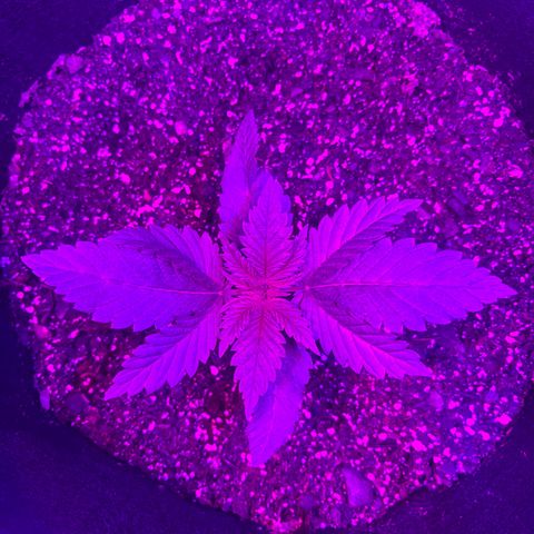 Runtz Muffin growlog photo: So beautiful, so far so good 