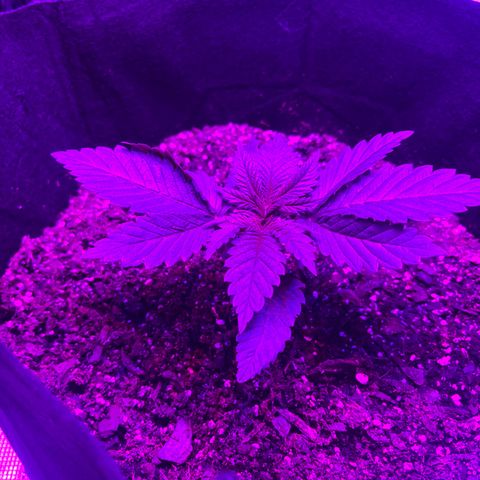 Runtz Muffin growlog timeline photo
