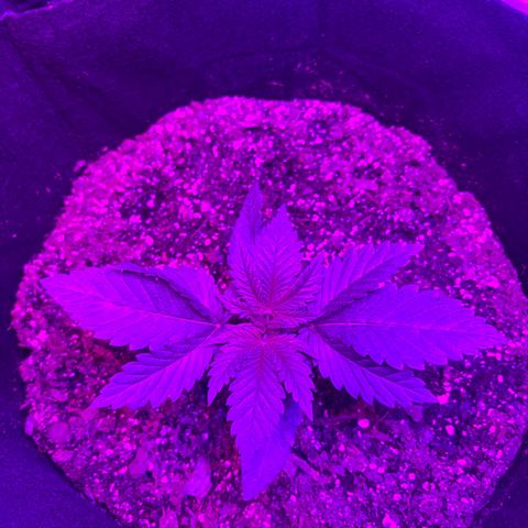 Runtz Muffin growlog timeline photo