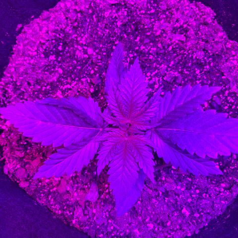 Runtz Muffin growlog timeline photo