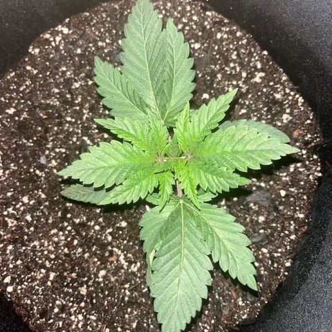 Runtz Muffin growlog timeline photo