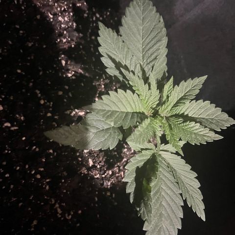Runtz Muffin growlog timeline photo